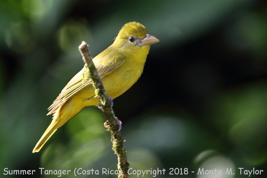 Summer Tanager -winter female- (Selva Verde, Costa Rica)