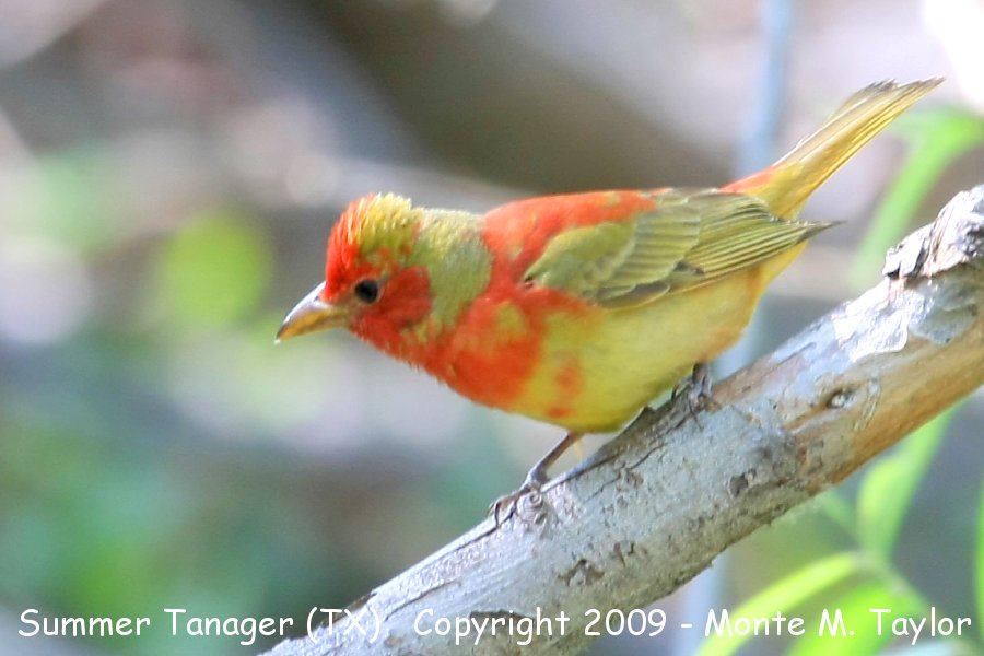 Summer Tanager -spring moulting male- (Texas)