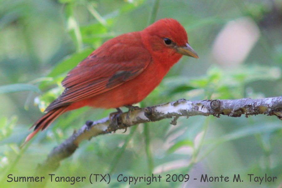 Summer Tanager -spring male- (Texas)