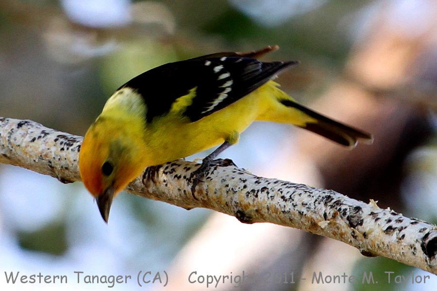 Western Tanager -spring male- (California)