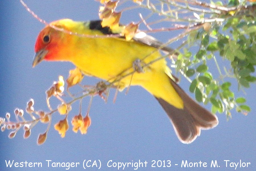 Western Tanager -spring male- (California)