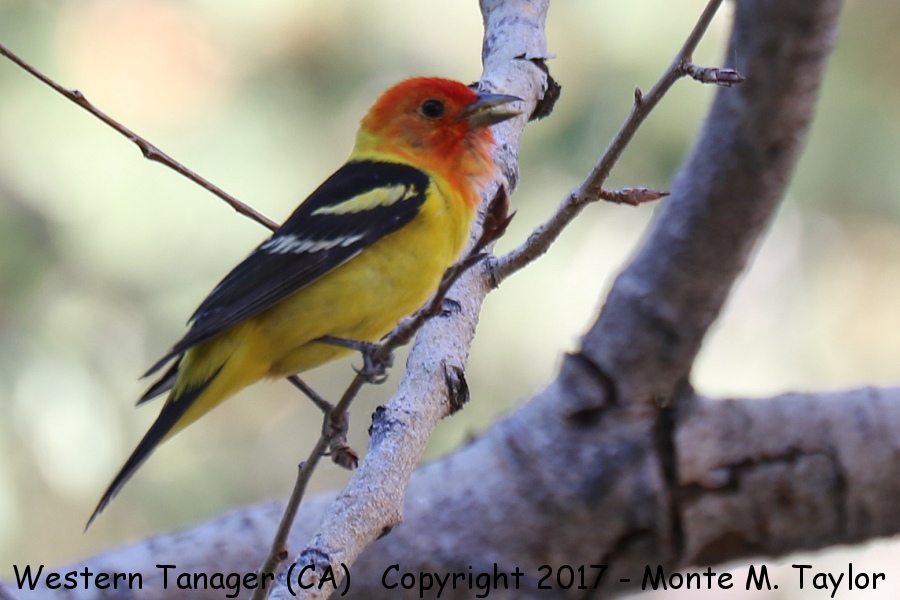 Western Tanager -summer male- (California)
