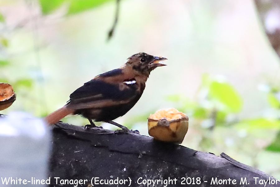 White-lined Tanager -first year male- (Alambi, Ecuador)