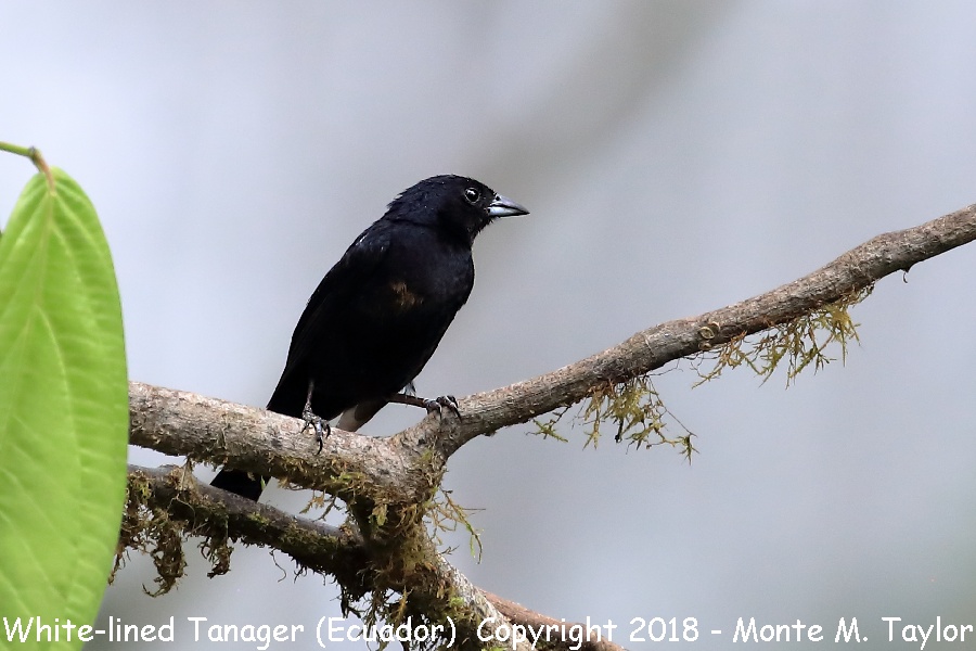 White-lined Tanager -first year male- (Milpe, Ecuador)