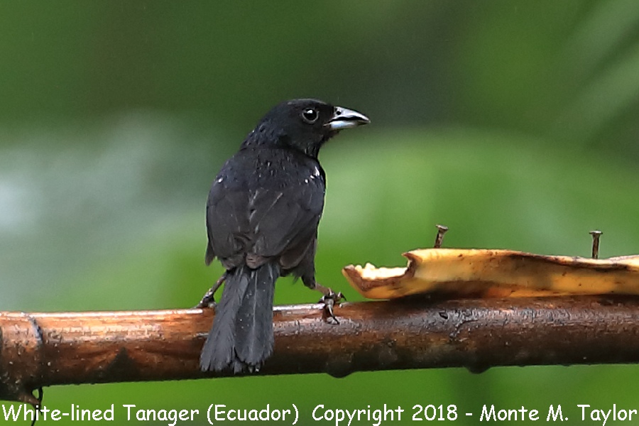 White-lined Tanager -male- (Milpe, Ecuador)