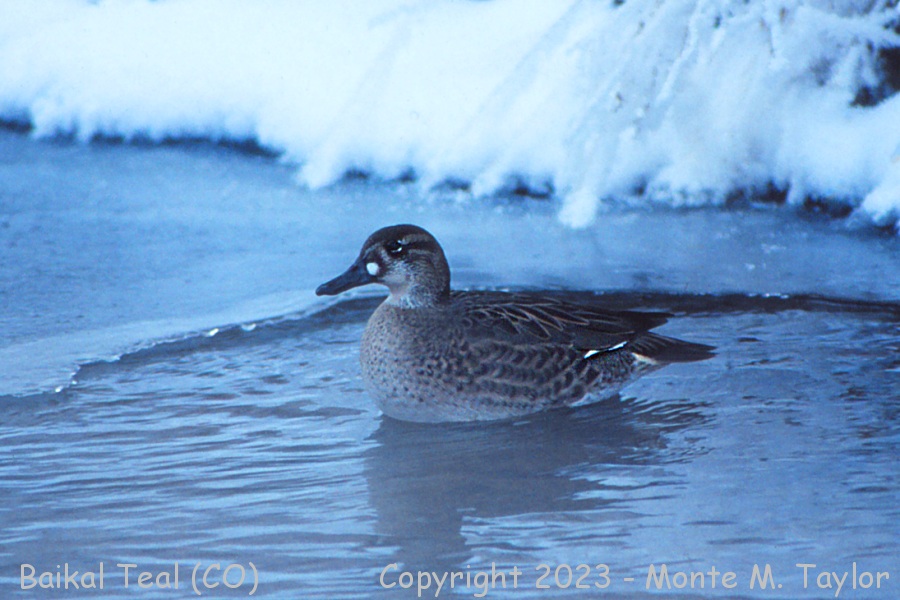 Baikal Teal -female Dec 14th, 1992- (Evergreen, Colorado)