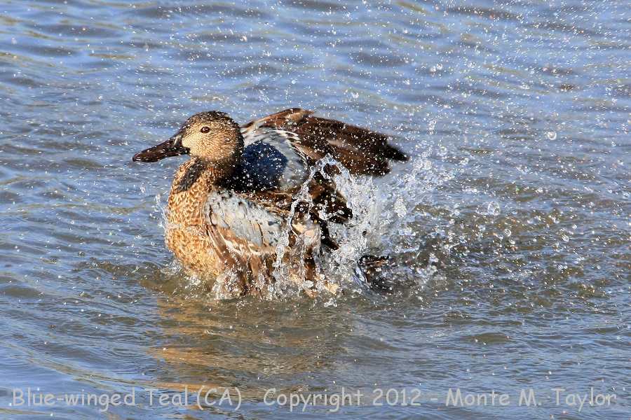 Blue-winged Teal -winter female- (California)