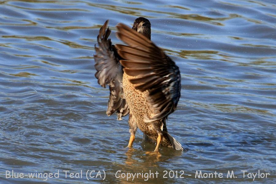Blue-winged Teal -winter female- (California)