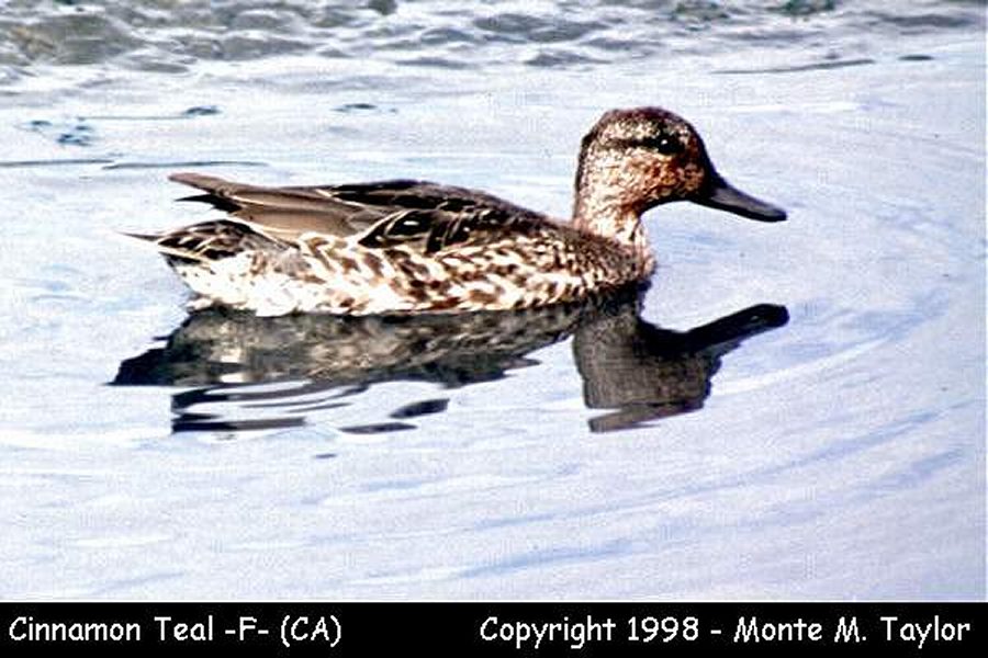 Cinnamon Teal -winter female- (California)