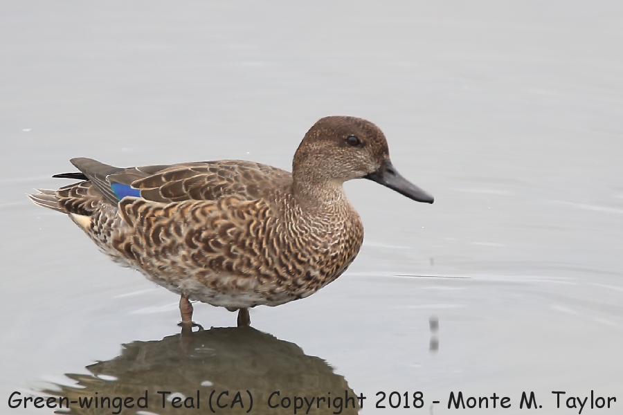 Green-winged Teal -fall eclipse female- (California)