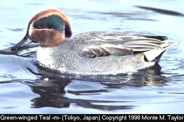 Green-winged Teal -winter male crecca- (Japan)