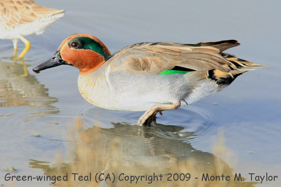 Green-winged Teal -fall male- (California)