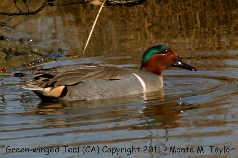 Green-winged Teal -winter male- (California)