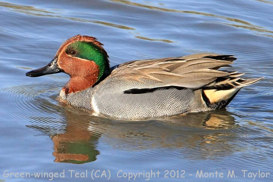 Green-winged Teal -winter male- (California)