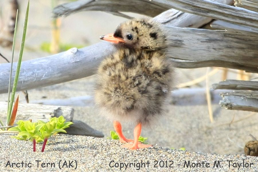 Arctic Tern -summer chick- (Nome, Alaska)