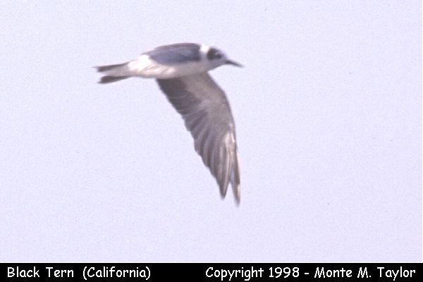Black Tern -fall- (California)