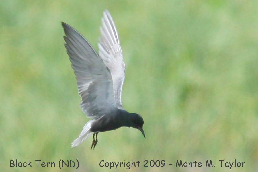 Black Tern -summer- (North Dakota)