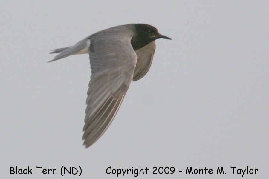 Black Tern -summer- (North Dakota)