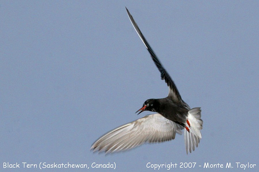 Black Tern -summer- (Saskatchewan, Canada)