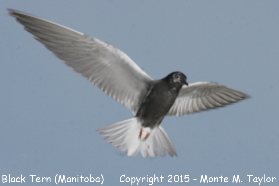 Black Tern -summer- (Manitoba)