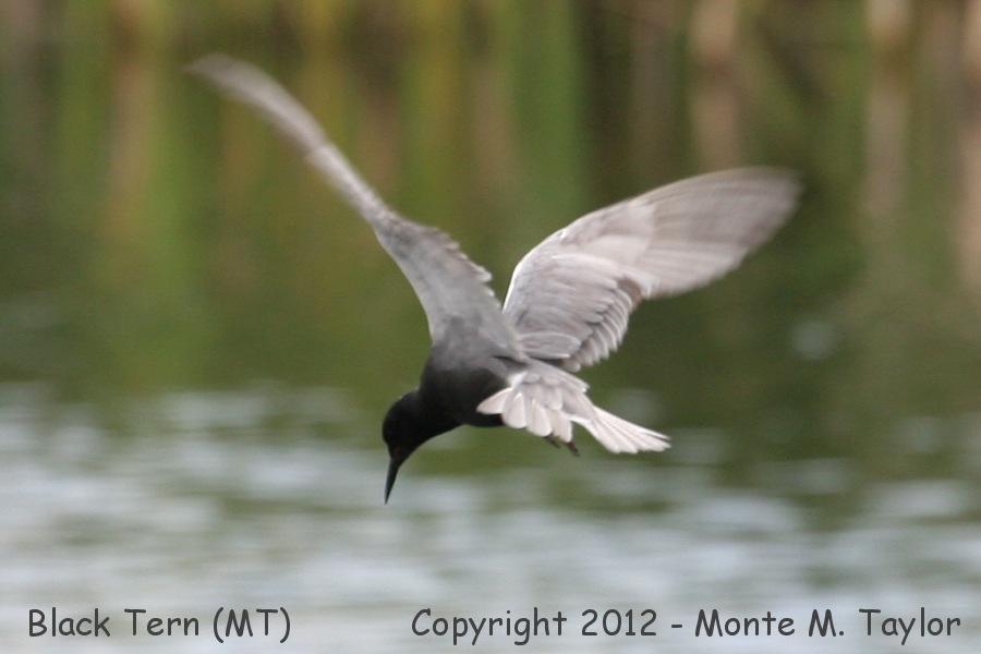 Black Tern -summer- (Montana)