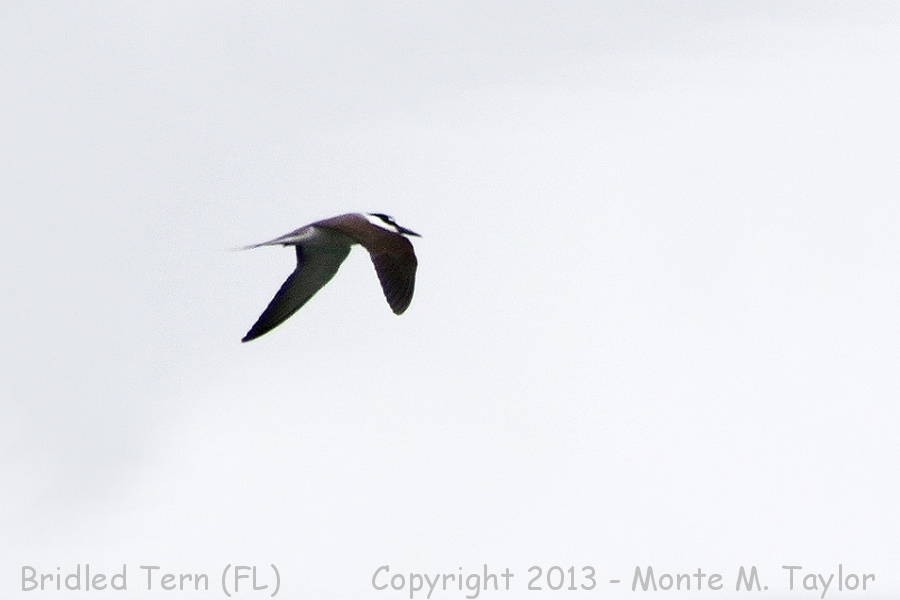 Bridled Tern -spring- (Florida)