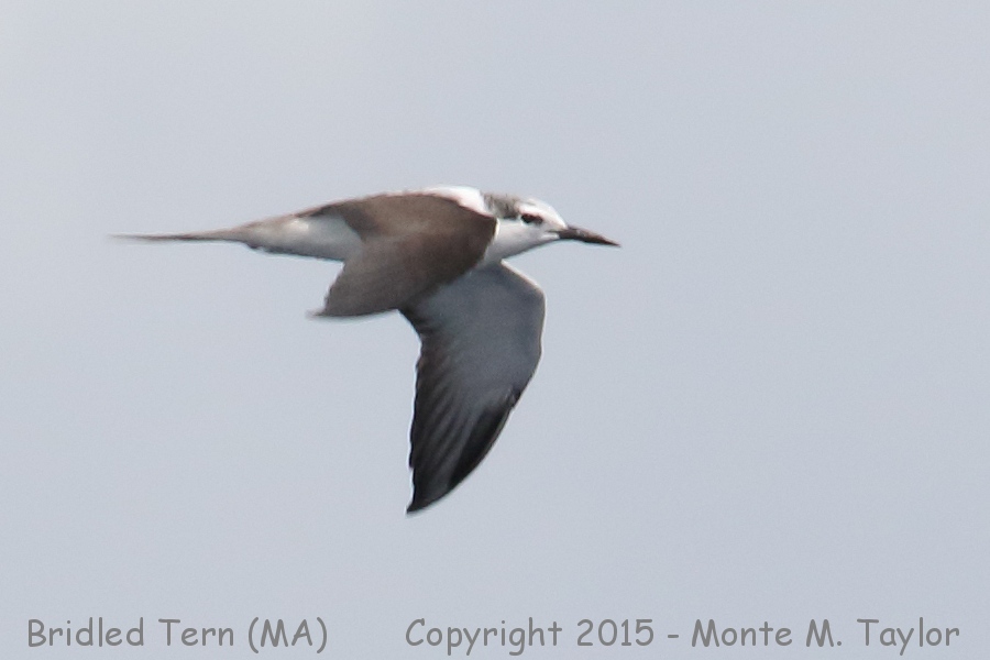 Bridled Tern -summer- (Massachusetts)