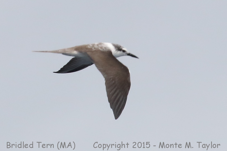 Bridled Tern -summer- (Massachusetts)