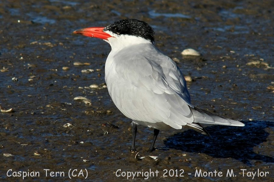 Caspian Tern -winter- (California)