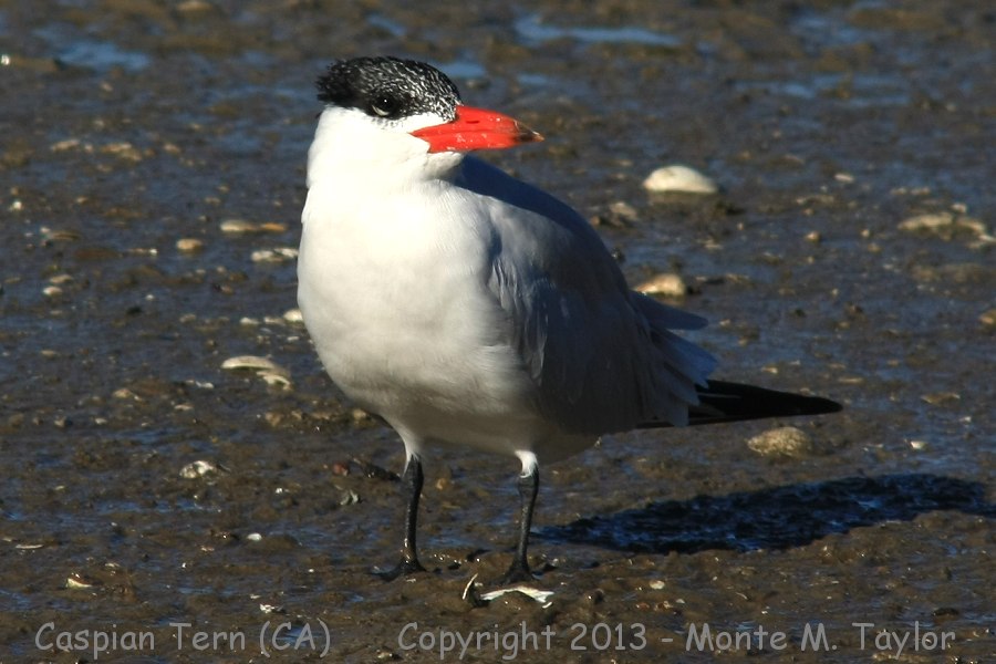 Caspian Tern -winter- (California)