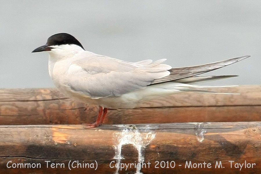 Common Tern -spring longipennis- (Qilihai Preserve, Tianjin, China)