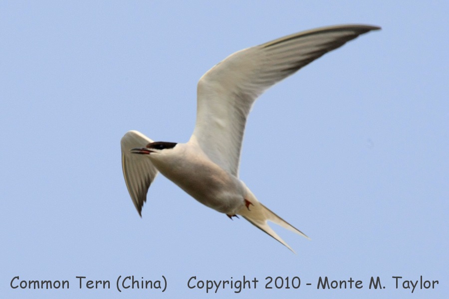 Common Tern -spring longipennis- (Qilihai Preserve, Tianjin, China)