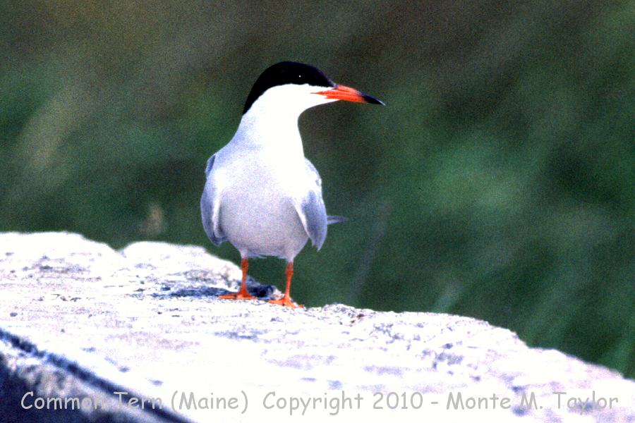 Common Tern -spring hirundo- (Maine)