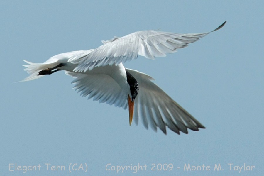 Elegant Tern -summer- (California)