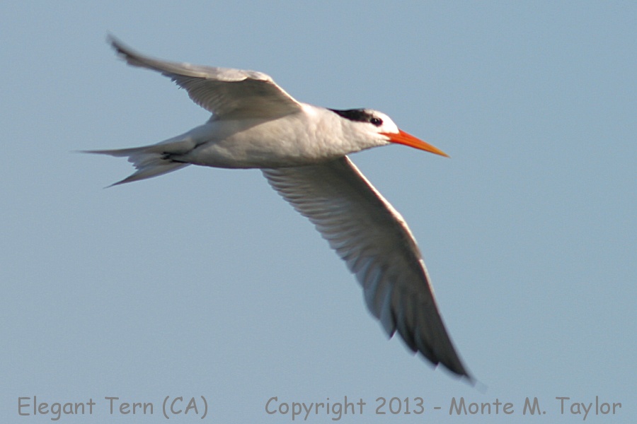 Elegant Tern -spring- (California)