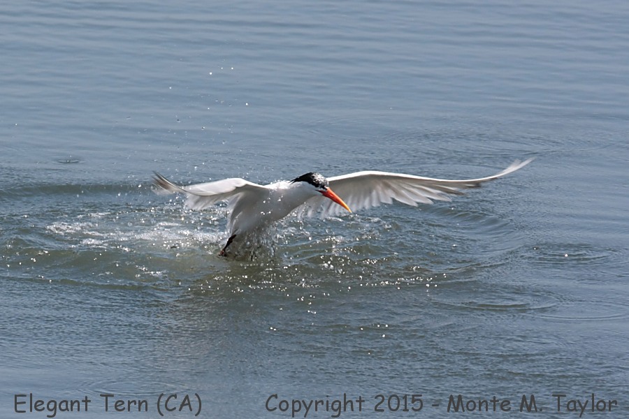 Elegant Tern -summer- (California)