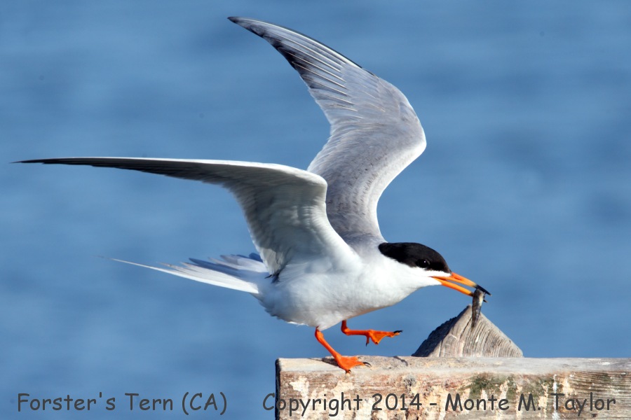 Forster's Tern -spring- (California)