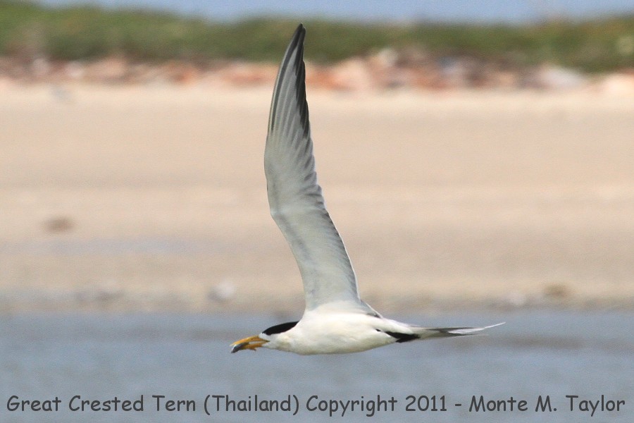 Great Crested Tern -winter- (Laem Pak Bia, Petchaburi, Thailand)