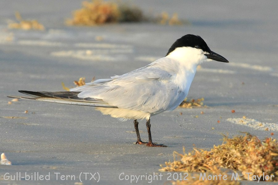 Gull-billed Tern -spring- (Texas)