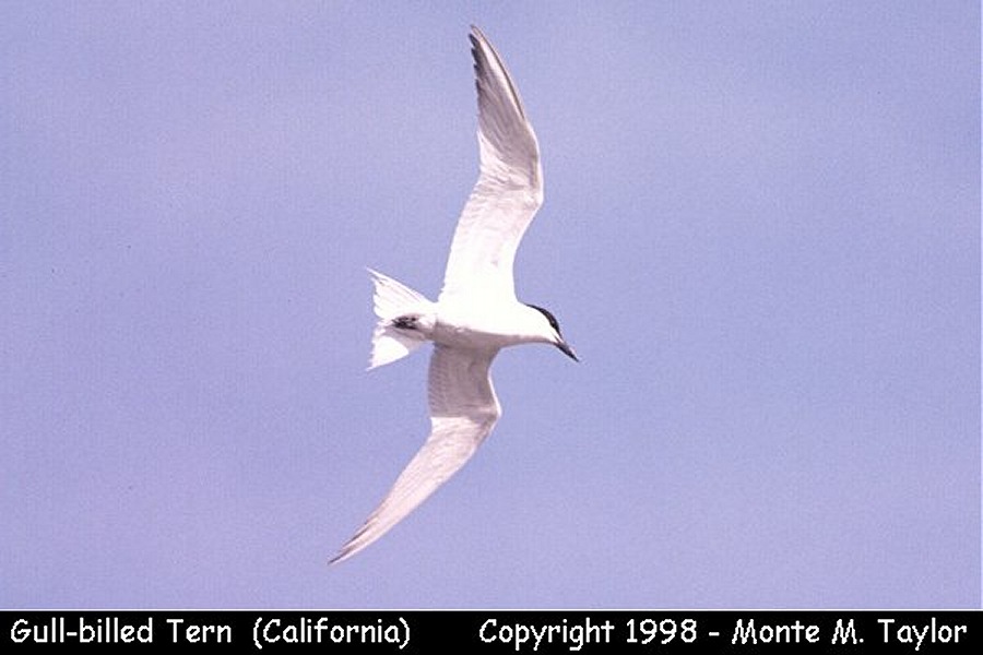 Gull-billed Tern -summer- (California)