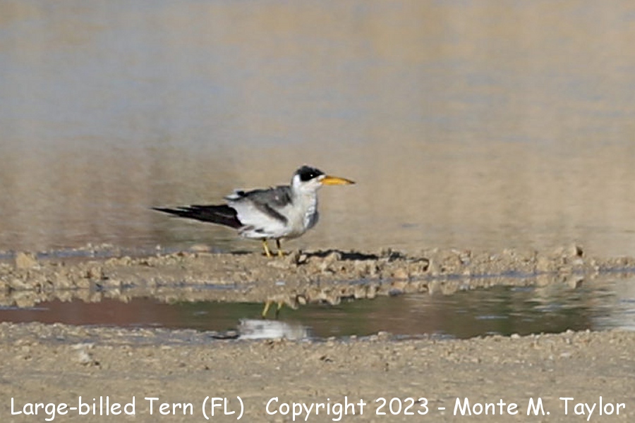 Large-billed Tern -spring immature- (Ave Maria - Collier County, Florida)
