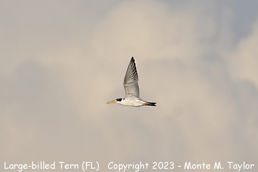 Large-billed Tern -spring immature- (Ave Maria - Collier County, Florida)
