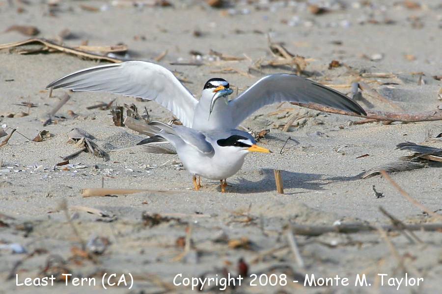 Least Tern -spring- (California)
