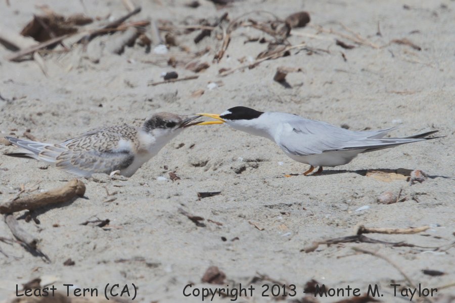 Least Tern -summer fledgling w/adult- (California)