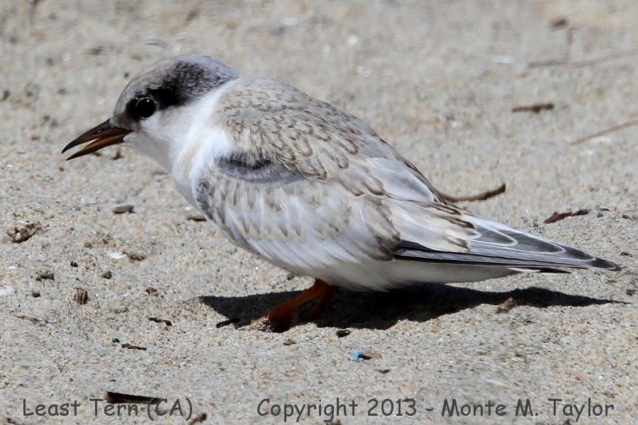 Least Tern -summer fledgling- (California)