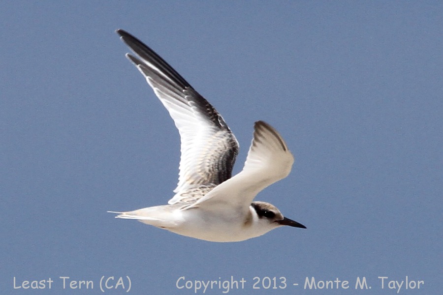 Least Tern -summer juvenal- (California)
