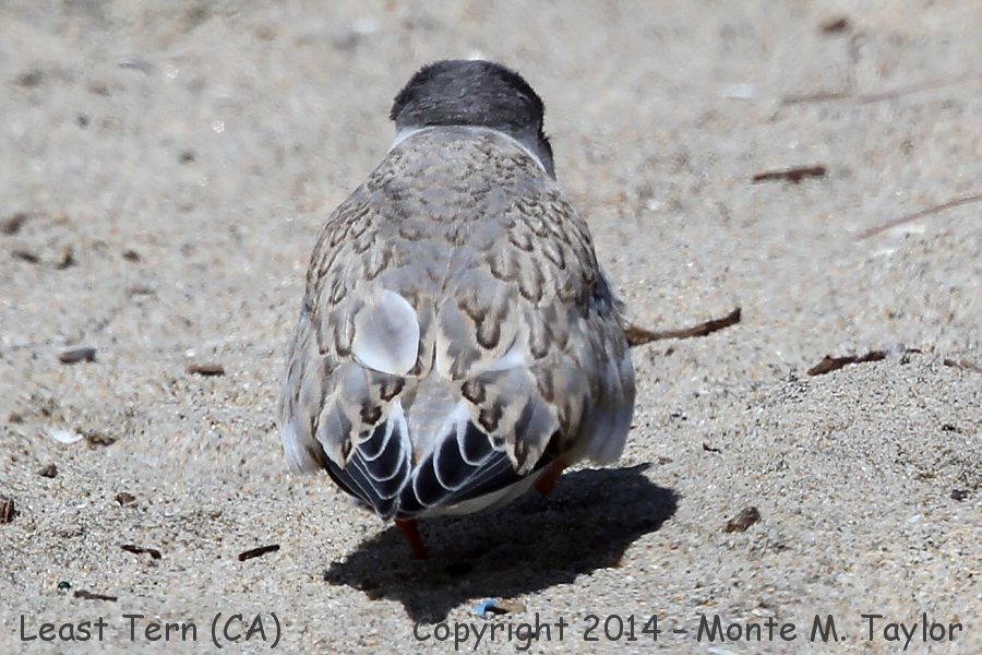 Least Tern -summer juvenal- (California)
