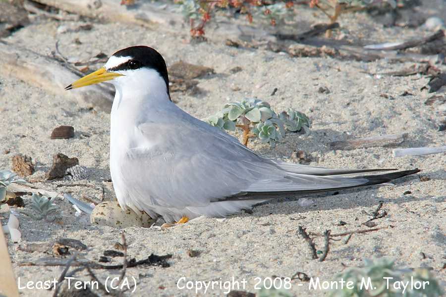 Least Tern -spring- (California)