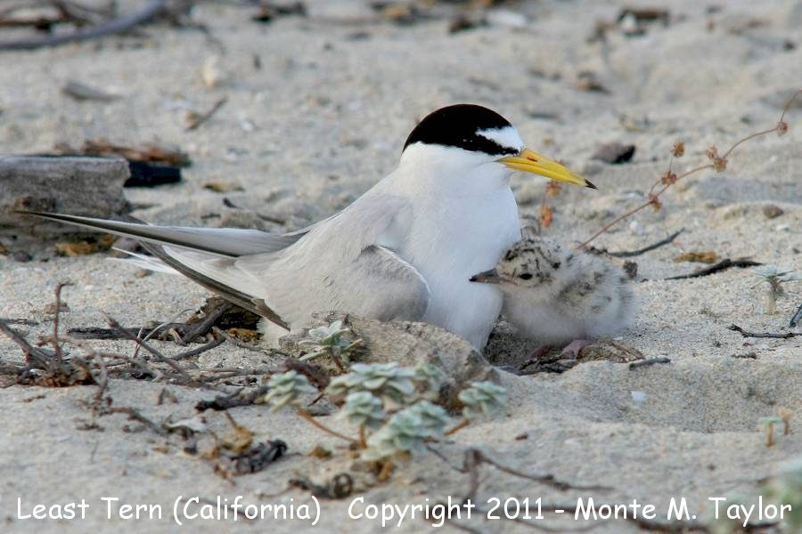 Least Tern -spring w/ chick- (California)