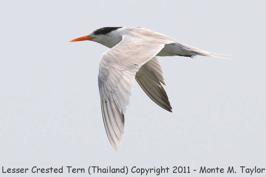 Lesser Crested Tern -winter- (Laem Pak Bia, Petchaburi, Thailand)